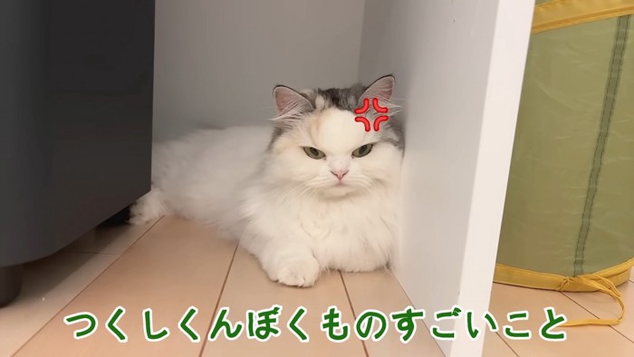 怒りマークのつくしちゃん