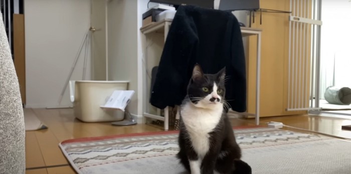 白黒猫
