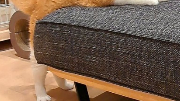 猫の足