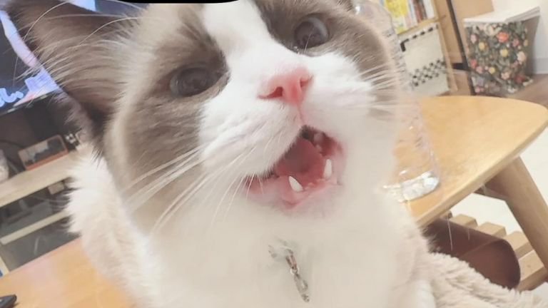 室内にいる猫