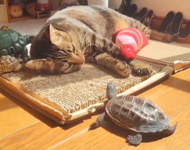 顔の目の前で見つめる亀