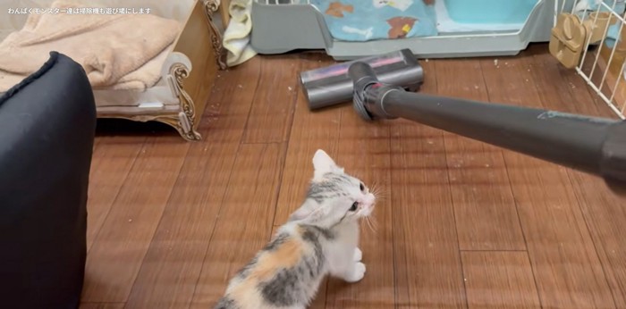 掃除機を見ている子猫