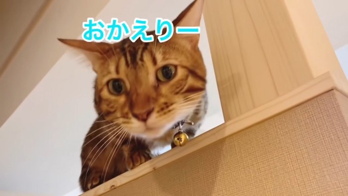 見下ろしている猫