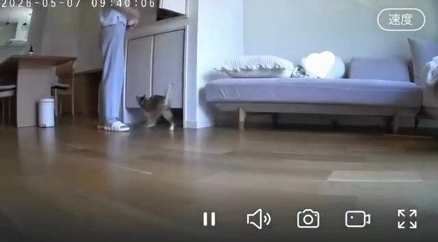 歩く猫