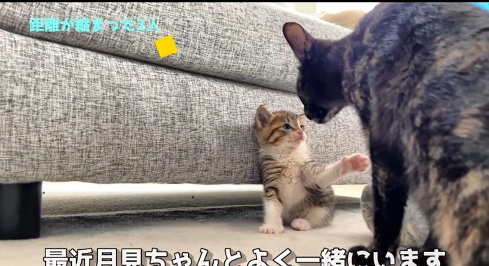 前足を伸ばす猫