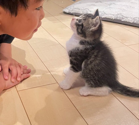 話を聞く子猫