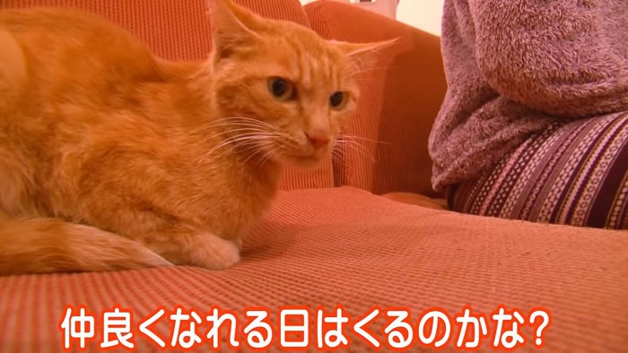 ソファの上のトラ猫