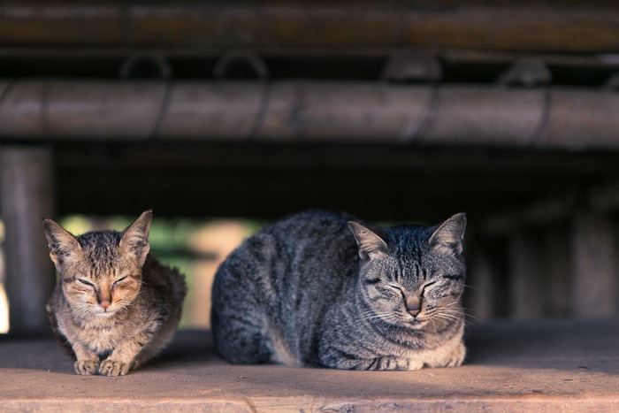 くつろぐ二匹の猫