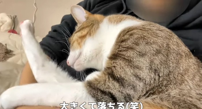 寝ている猫