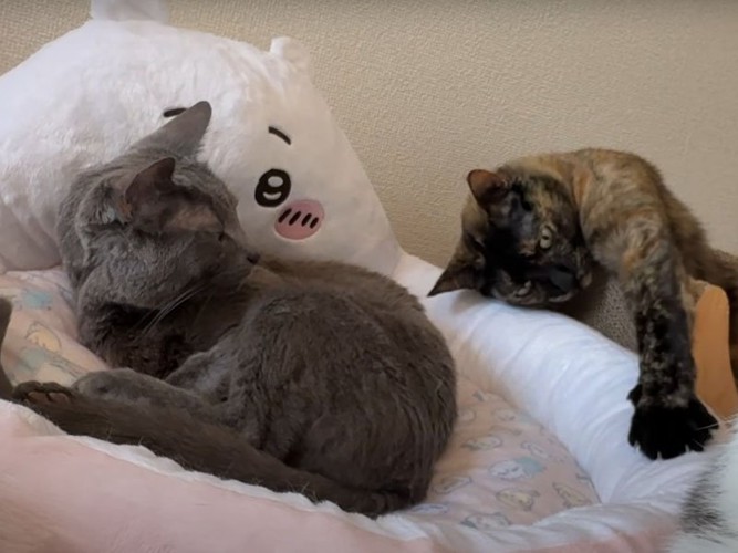 起きた猫たち