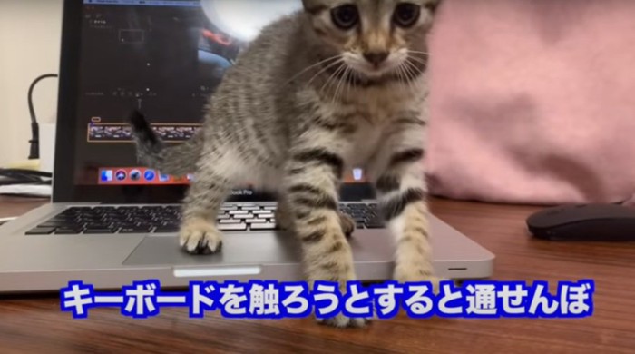 キーボードの前の子猫