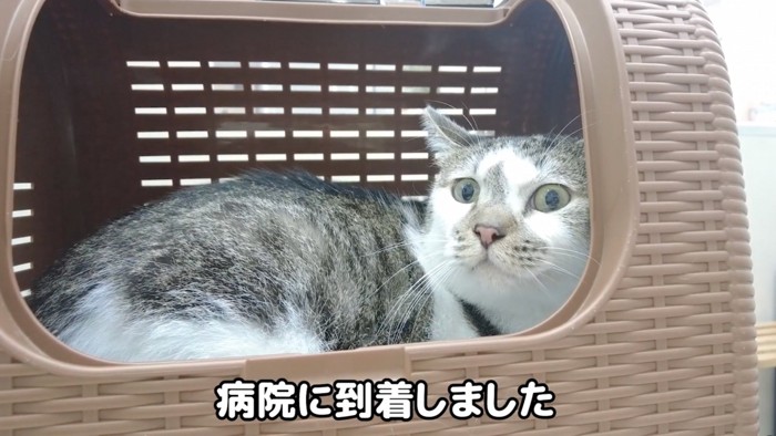 不安げな猫