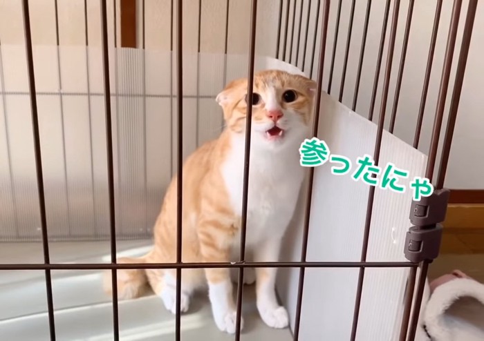 口を開ける猫