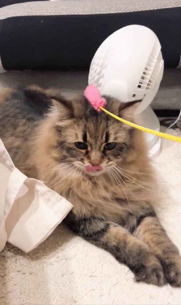 猫じゃらしで遊ぶ猫