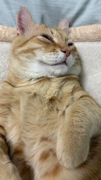 ヘソ天する猫のアップ