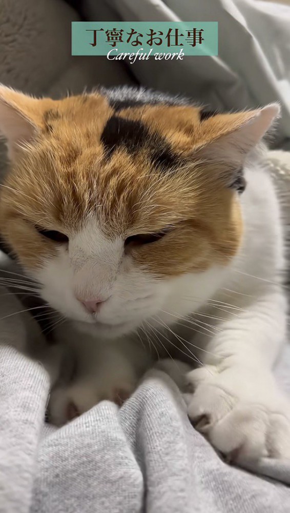 お礼にふみふみするミケちゃん