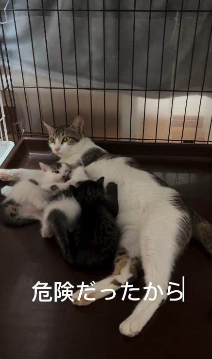 子猫に母乳を与える母猫