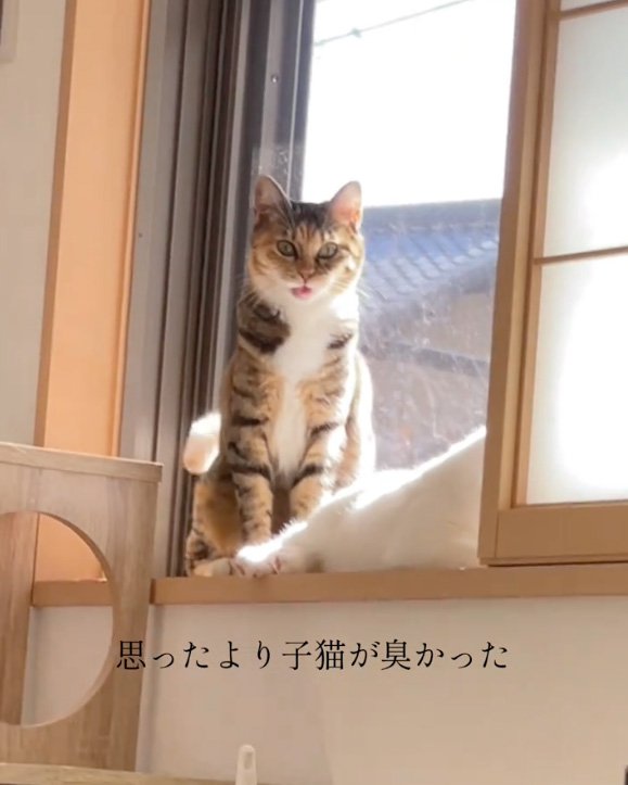 こっちを見る猫