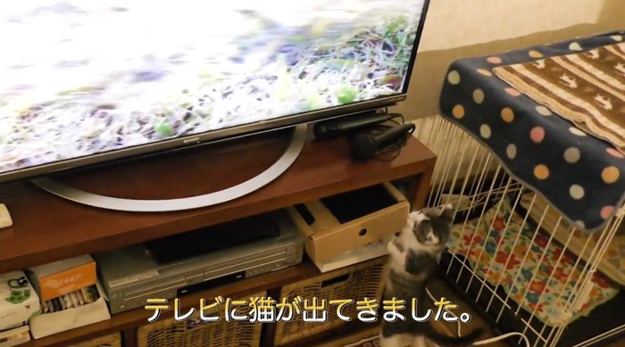 テレビを見ている子猫