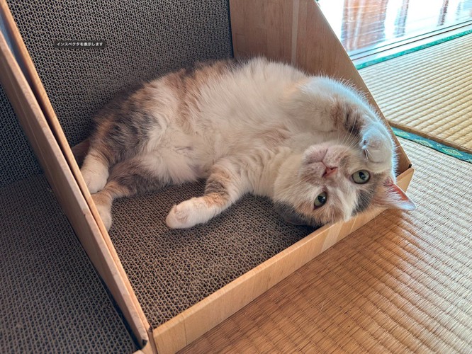 爪とぎの上に寝転がる猫