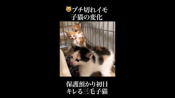 そっぽを向いた姿