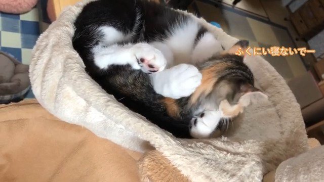 眠そうな猫と顔を上げる子猫