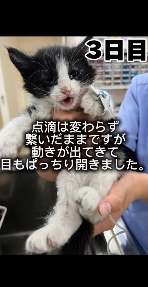 元気になってきた子猫