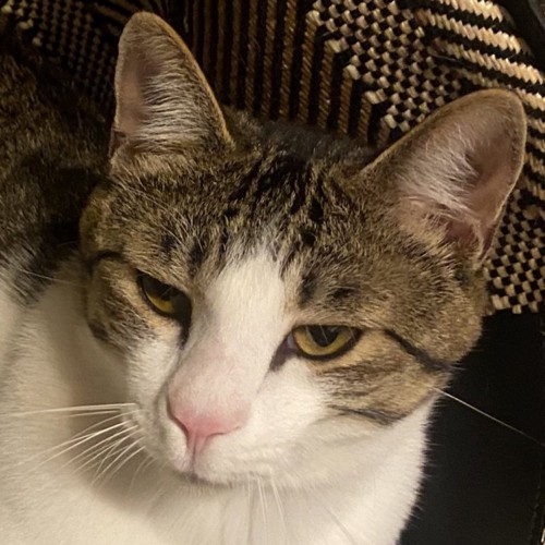 睨みつけている猫の顔