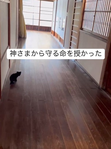 振り向く子猫