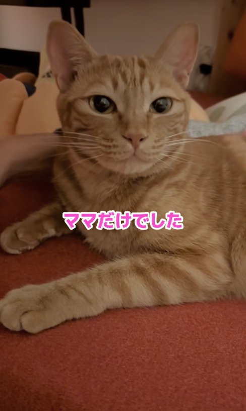 やや目を細めているカメラ目線の猫「ママだけでした」