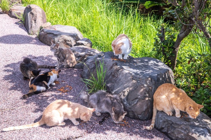 たくさんの野良猫