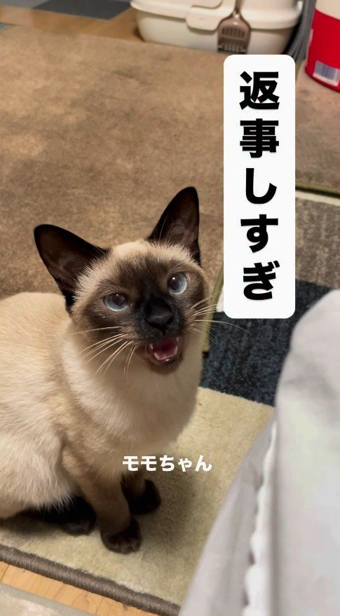 名前を呼ばれて返事をする猫