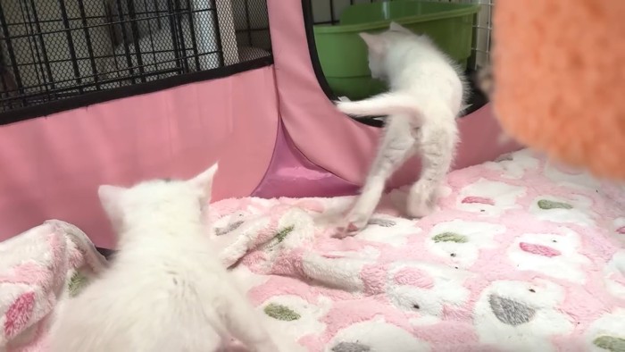 帰宅する子猫たち