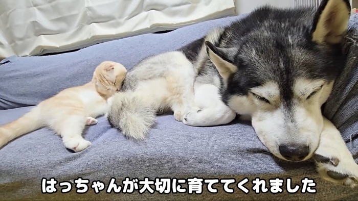 犬にくっついて寝る猫