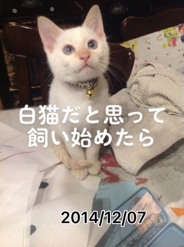 座って見上げる子猫