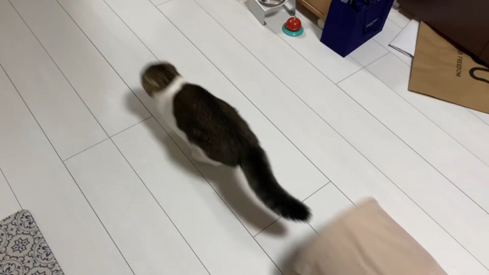 ダッシュする猫