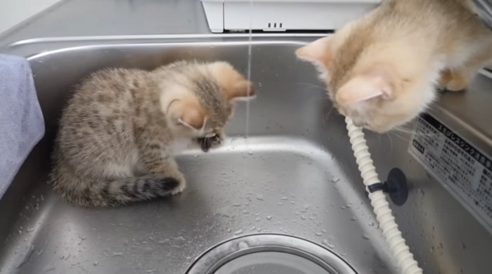前足を舐める子猫