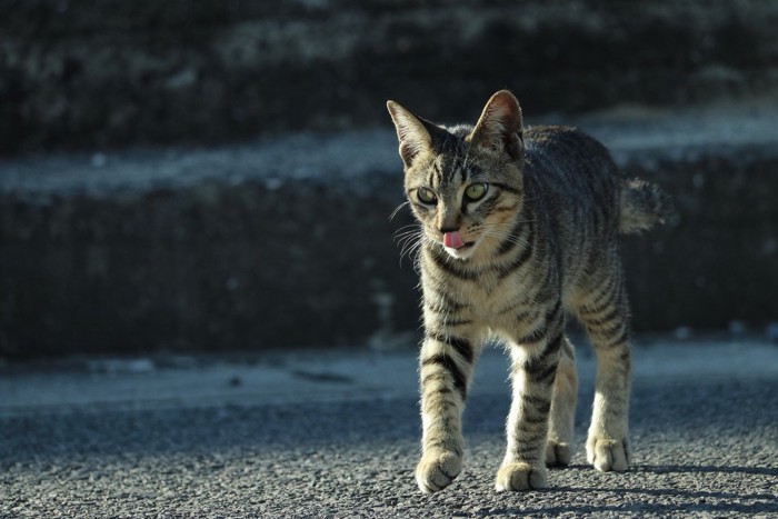 歩いている猫