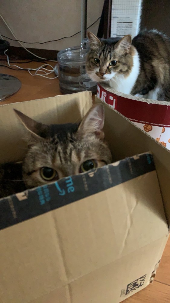 ダンボールでくつろぐ猫と爪とぎでくつろぐ猫