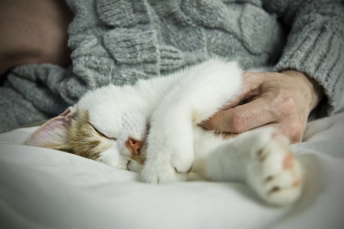 飼い主に寄り添って眠る猫