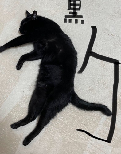 床に寝そべる猫と、写真に書かれた手書き文字