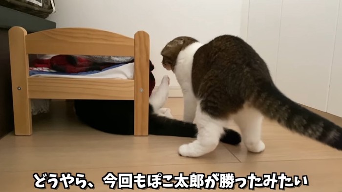 立っている猫の後ろ姿