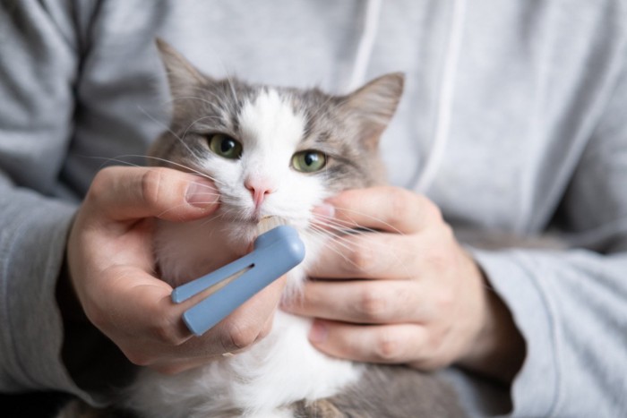 指サックタイプの歯ブラシで猫の歯を磨く人