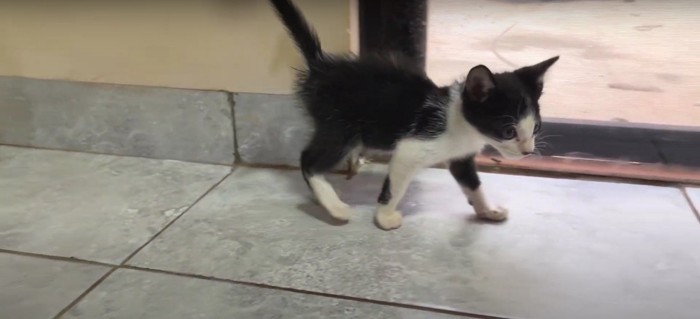 歩いている子猫