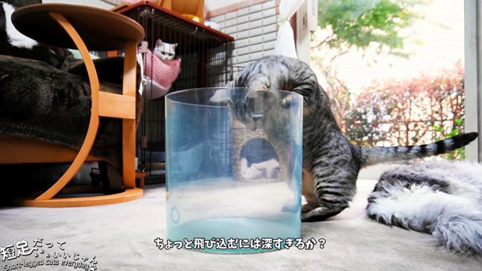 中をのぞく猫