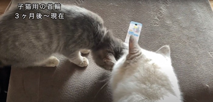 首輪の匂いを嗅ぐ2匹の猫