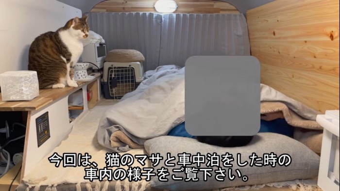 台の上で飼い主を見下ろす猫