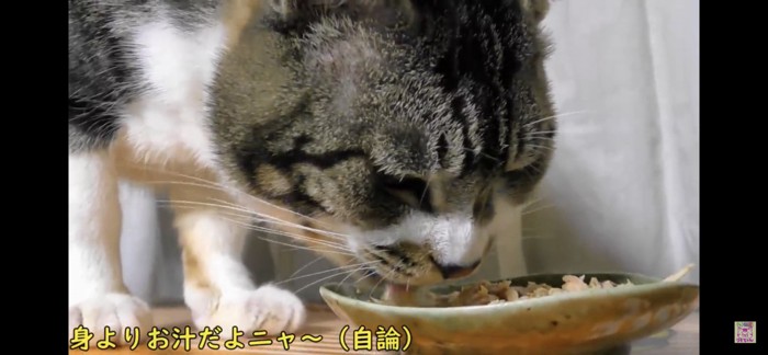 おやつを食べる猫