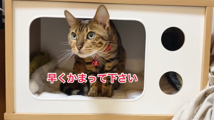 猫ベッドから顔を出す猫