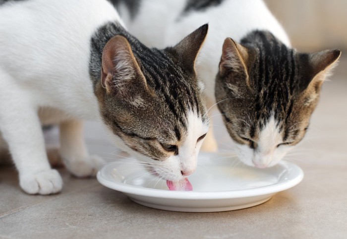 ご飯を分けあう猫